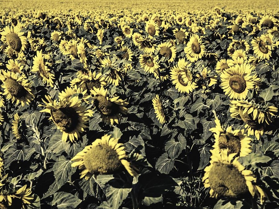 A dense sunflower field in full flower