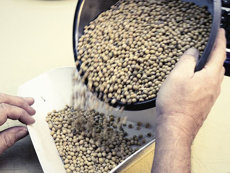 Oilseed poured from a bowl during an intake check