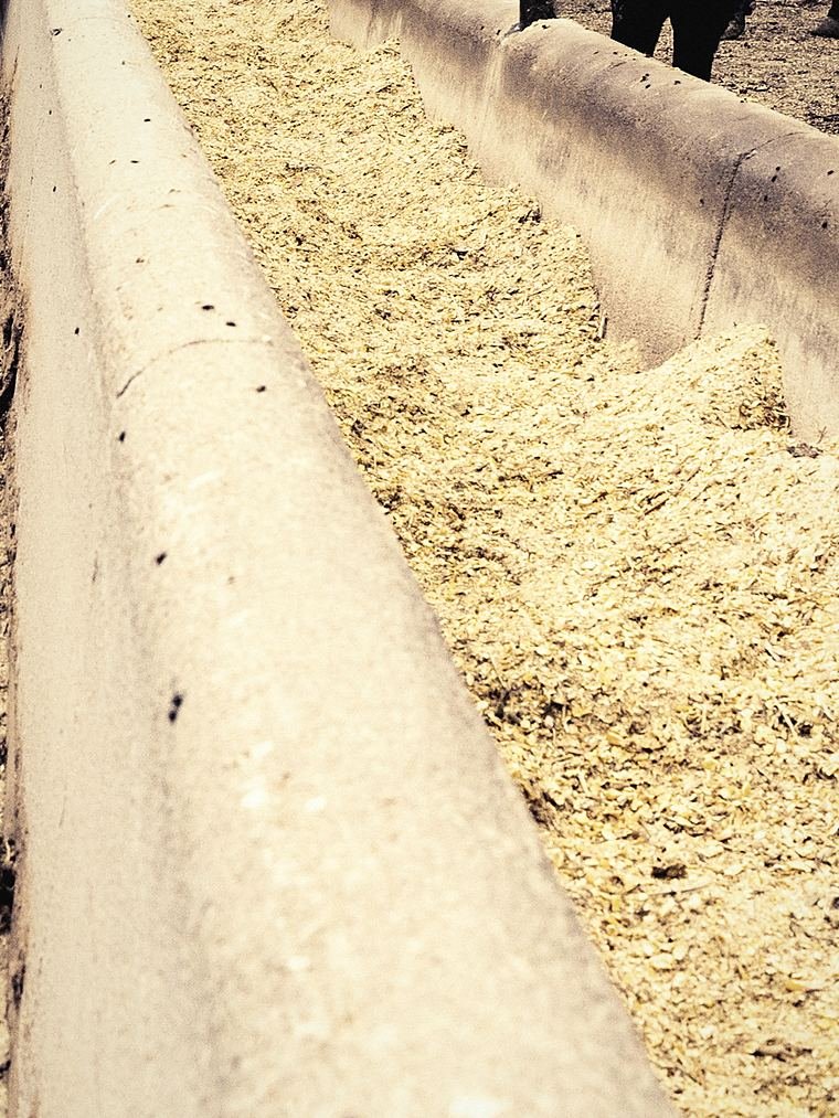 Ground feed lying along a concrete feeding trough on a farm