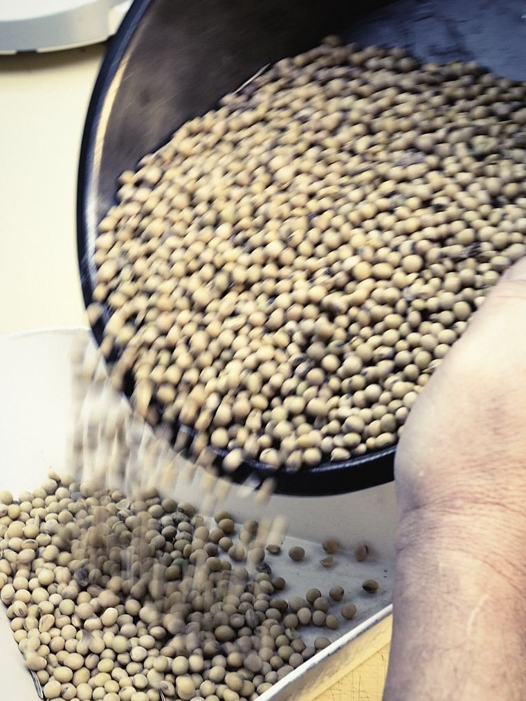 Oilseed being poured from a steel bowl into a weighing pan