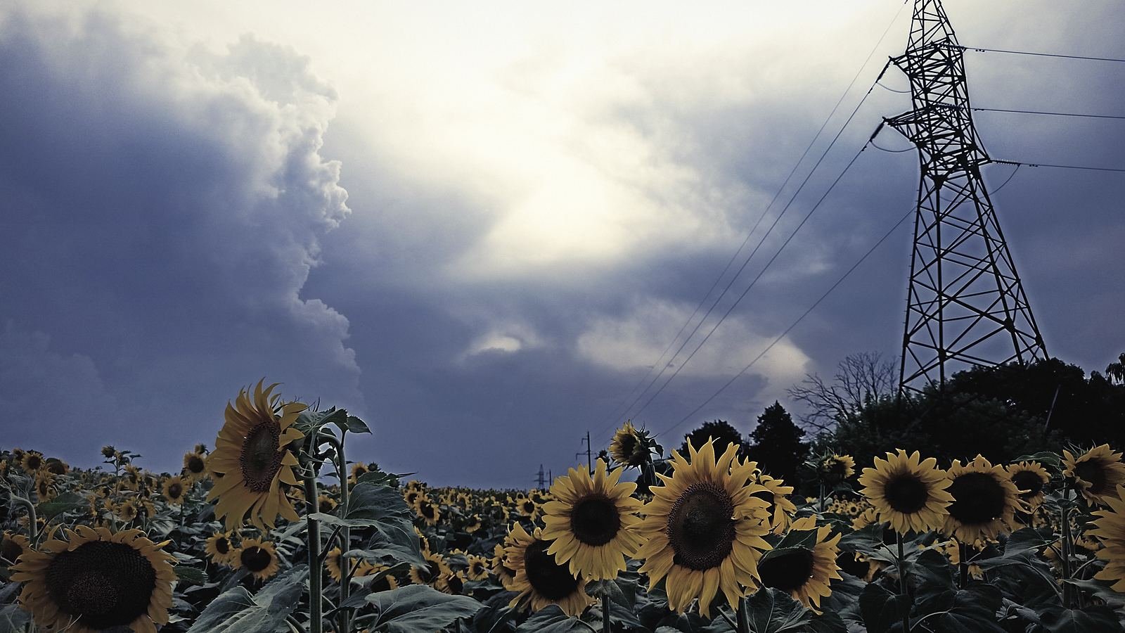 A sunflower field under a building storm, with a transmission line running along the horizon